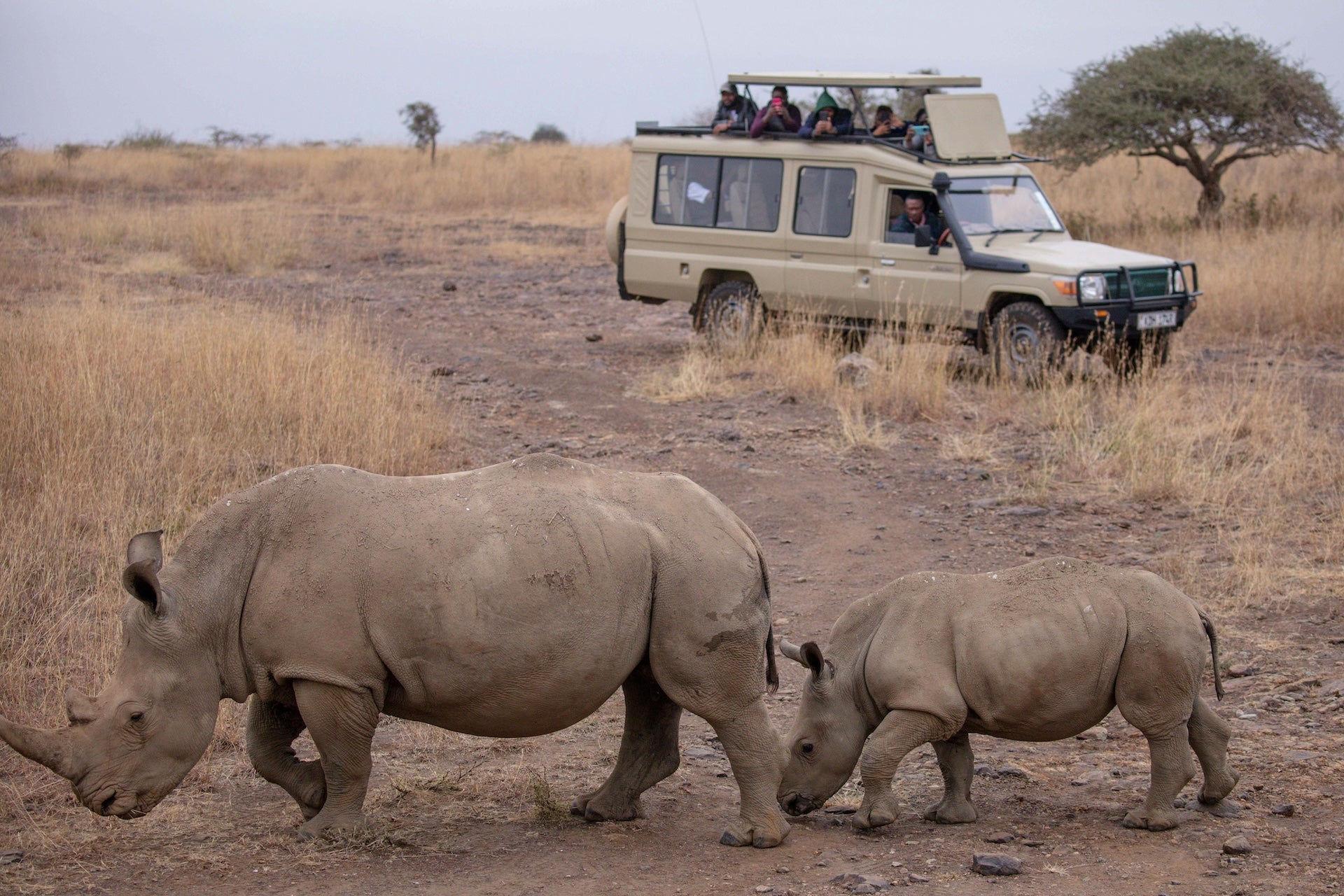 Game Changing Safaris