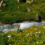 The Alpine Footsteps