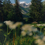The Alpine Footsteps