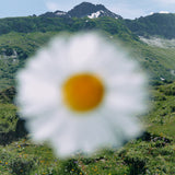 The Alpine Footsteps