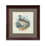 "The Great Bustard"